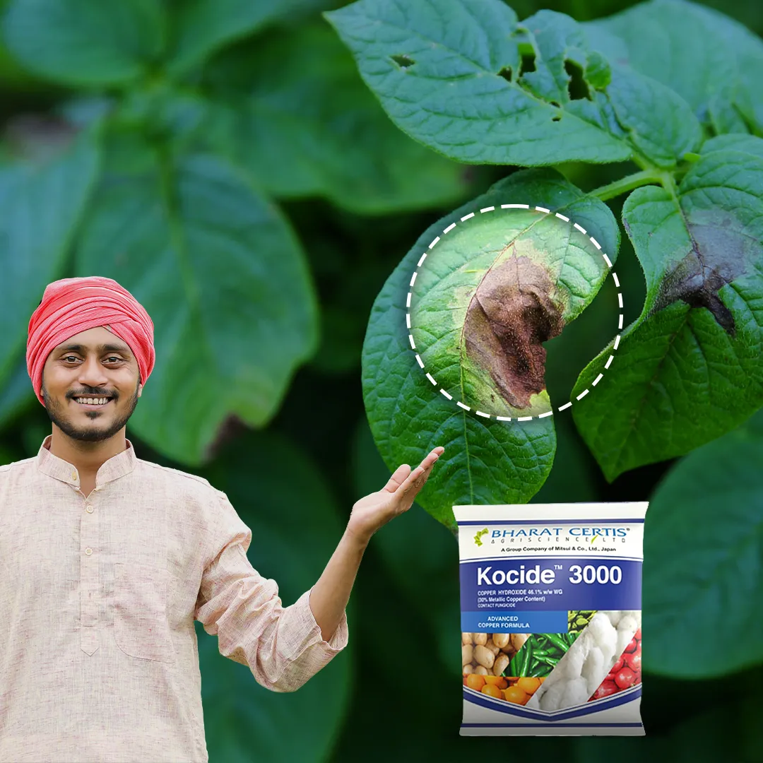 Tips for Controlling Late Blight in Potato Farming